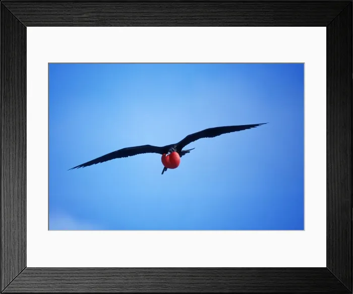 Framed Print : Great Frigatebird In flight, inflated throat pouch. Tower (Genovesa) Island Galapagos Framed Print : Great Frigatebird In flight, inflated throat pouch. Tower (Genovesa) Island Galapagos