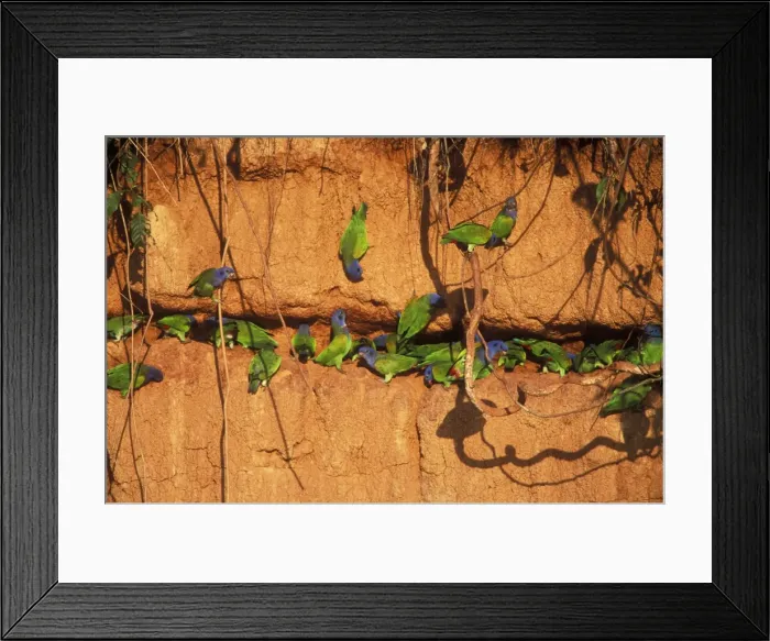 Framed Print : Blue-headed Parrot Clay lick, Manu, Peru Framed Print : Blue-headed Parrot Clay lick, Manu, Peru