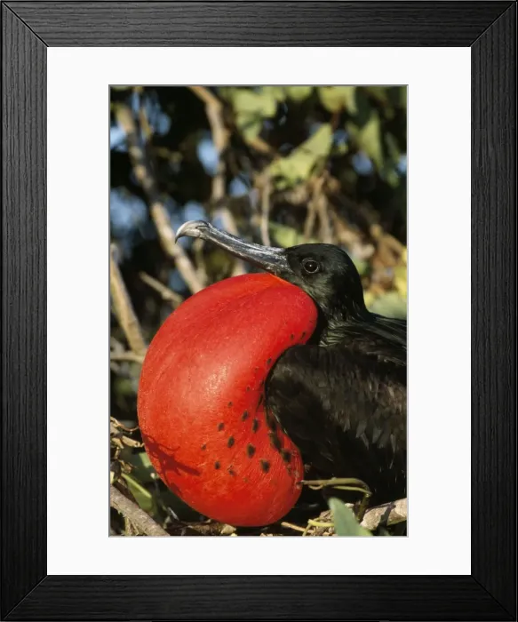 Framed Print : Great Frigatebird - inflated throat pouch Tower Genovesa Island, Galapagos Island Framed Print : Great Frigatebird - inflated throat pouch Tower Genovesa Island, Galapagos Island