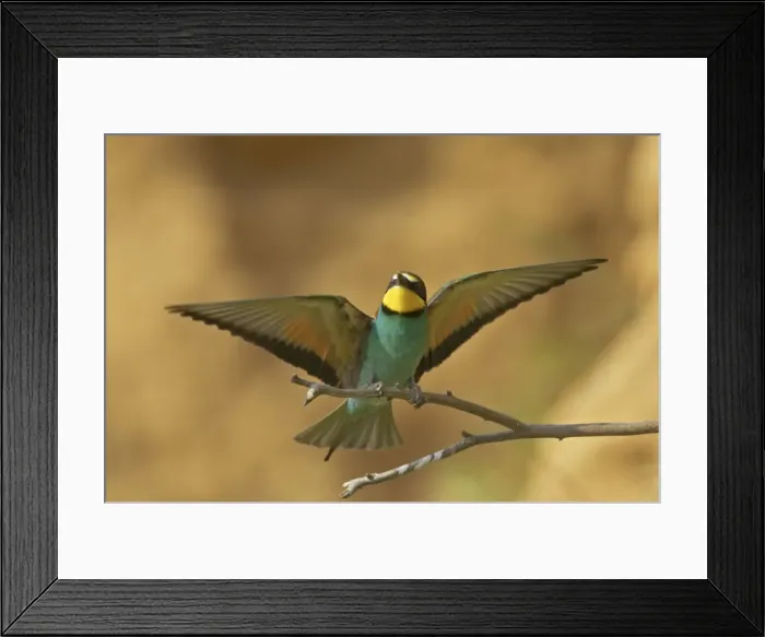 Framed Print : Bee-eater - In flight coming in to land on perch Extramadura, Spain BI002466 Framed Print : Bee-eater - In flight coming in to land on perch Extramadura, Spain BI002466