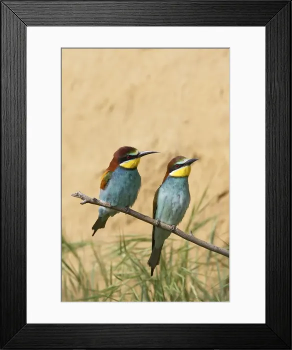 Framed Print : Bee-eater - Pair by Nest Bank Extramadura, Spain BI002459 Framed Print : Bee-eater - Pair by Nest Bank Extramadura, Spain BI002459