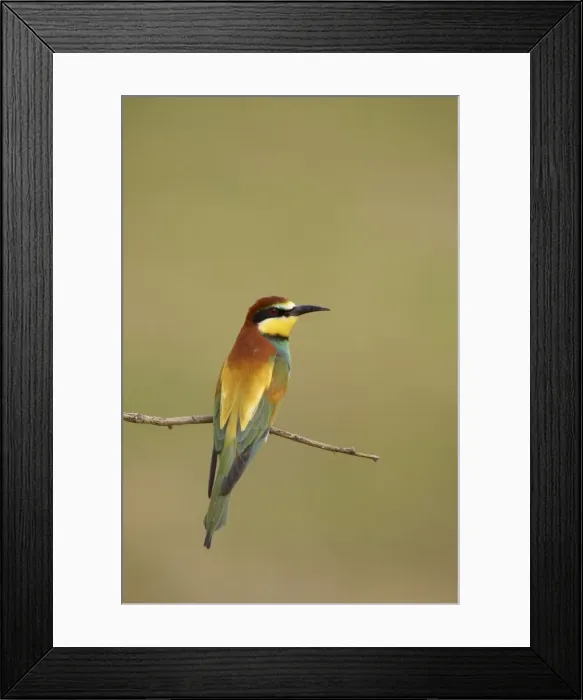 Framed Print : Bee-eater - At rest on perch Extramadura, Spain BI002439 Framed Print : Bee-eater - At rest on perch Extramadura, Spain BI002439