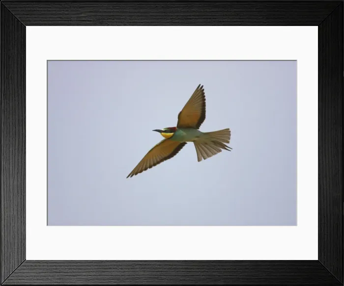 Framed Print : Bee-eater - In flight Extramadura, Spain BI002419 Framed Print : Bee-eater - In flight Extramadura, Spain BI002419
