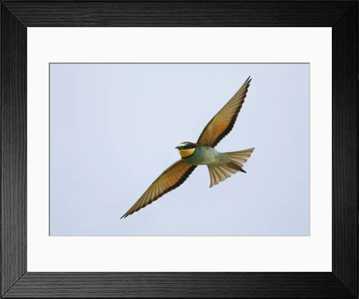 Framed Print : Bee-eater - In flight Extramadura, Spain BI002434 Framed Print : Bee-eater - In flight Extramadura, Spain BI002434