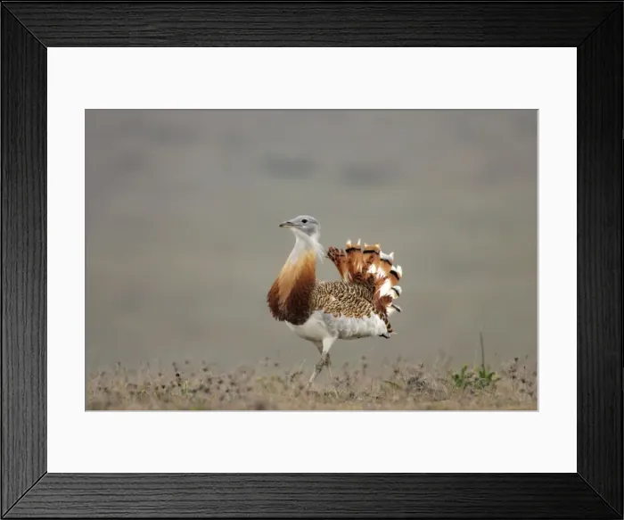Framed Print : Great Bustard - Male Extramadura, Spain BI002497 Framed Print : Great Bustard - Male Extramadura, Spain BI002497