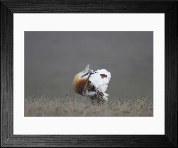 Framed Print : Great Bustard - Male displaying Extramadura, Spain BI002575 Framed Print : Great Bustard - Male displaying Extramadura, Spain BI002575