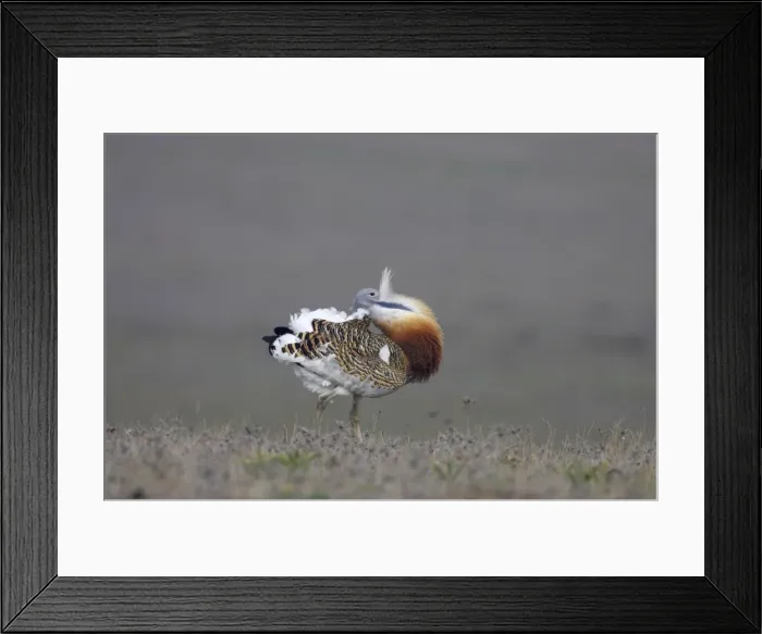 Framed Print : Great Bustard - Male, displaying Extramadura, Spain BI002583 Framed Print : Great Bustard - Male, displaying Extramadura, Spain BI002583