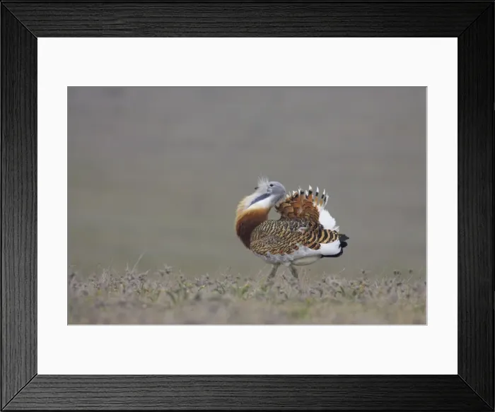 Framed Print : Great Bustard - Male, displaying Extramadura, Spain BI002607 Framed Print : Great Bustard - Male, displaying Extramadura, Spain BI002607