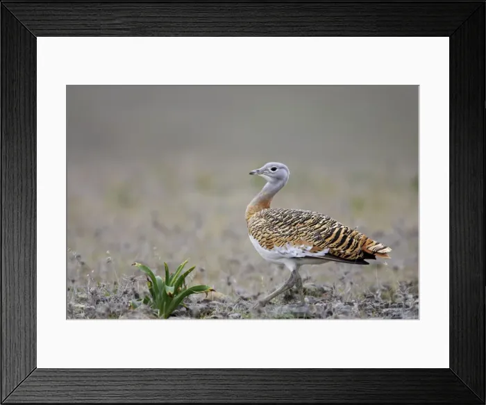 Framed Print : Great Bustard - Male Extramadura, Spain BI002620 Framed Print : Great Bustard - Male Extramadura, Spain BI002620