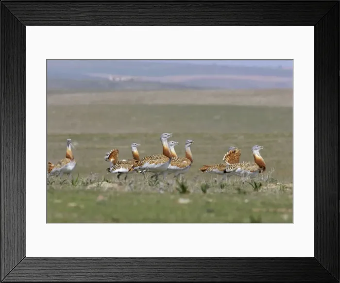 Framed Print : Great Bustard - Flock together Extramadura, Spain BI002656 Framed Print : Great Bustard - Flock together Extramadura, Spain BI002656