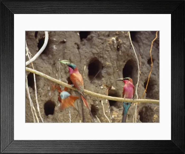 Framed Print : Carmine Bee-eaters - nesting Botswana Framed Print : Carmine Bee-eaters - nesting Botswana