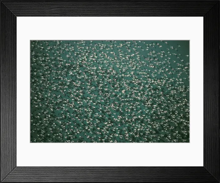 Framed Print : Greater Flamingoes - In flight over Makgadikgadi Pans. Flamingoes flock in their thousands to Sua Pan after rain to feed on the brine shrimps and build their nests. Botswana, Africa Framed Print : Greater Flamingoes - In flight over Makgadikgadi Pans. Flamingoes flock in their thousands to Sua Pan after rain to feed on the brine shrimps and build their nests. Botswana, Africa
