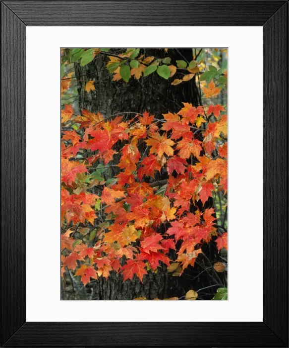 Framed Print : Sugar Maple New Hampshire, USA Framed Print : Sugar Maple New Hampshire, USA