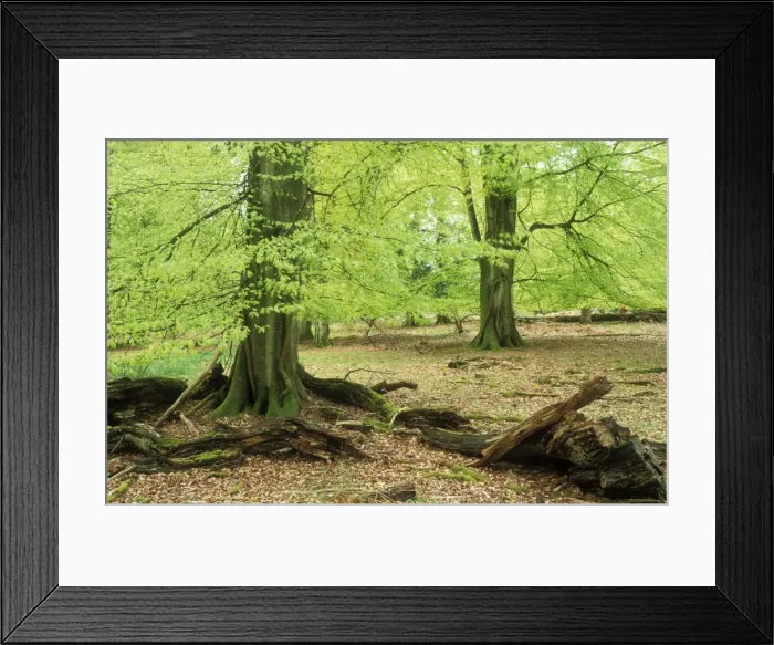 Framed Print : New Forest Early spring foliage on mature trees, Hampshire, UK Framed Print : New Forest Early spring foliage on mature trees, Hampshire, UK