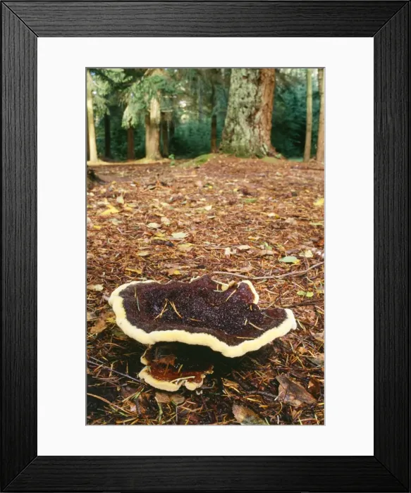Framed Print : Bracket Fungus - arising from roots of Coniferous Trees New Forest, Hampshire, UK Framed Print : Bracket Fungus - arising from roots of Coniferous Trees New Forest, Hampshire, UK