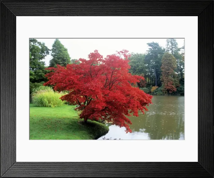 Framed Print : Japanese Maple Sheffield Park, East Sussex, UK Framed Print : Japanese Maple Sheffield Park, East Sussex, UK