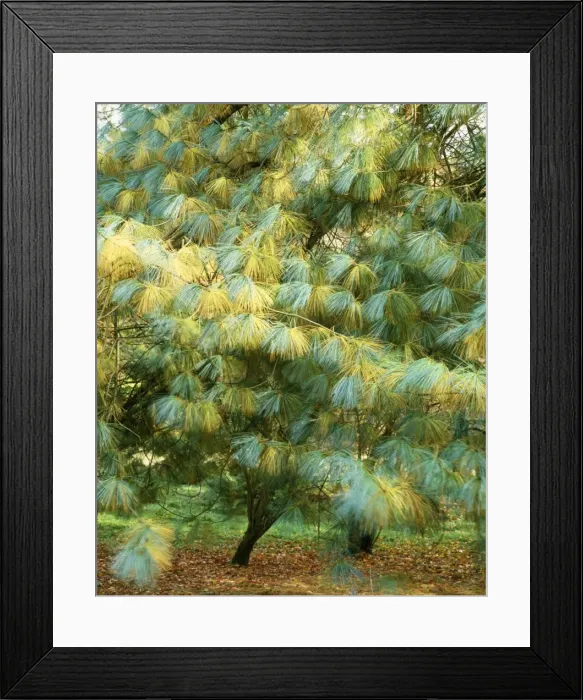 Framed Print : Blue Pine / Himalayan White Pine Tree - sometimes erroneously called Bhutan Pine Framed Print : Blue Pine / Himalayan White Pine Tree - sometimes erroneously called Bhutan Pine