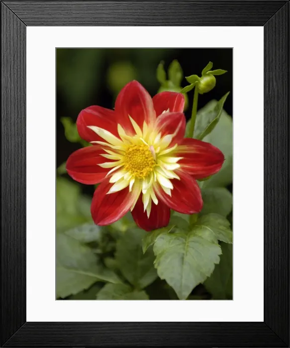Framed Print : Dahlia Babylon East Sussex garden. July Framed Print : Dahlia Babylon East Sussex garden. July