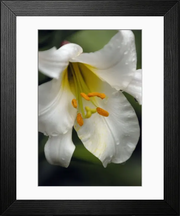 Framed Print : Lilium Regale Closeup study of flower head and stamens West Sussex Garden, UK Framed Print : Lilium Regale Closeup study of flower head and stamens West Sussex Garden, UK