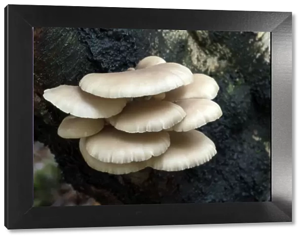 Fungi Oyster Mushroom on trunk of silver birch tree October Knapp Wood Nature Reserve E. Sussex, UK