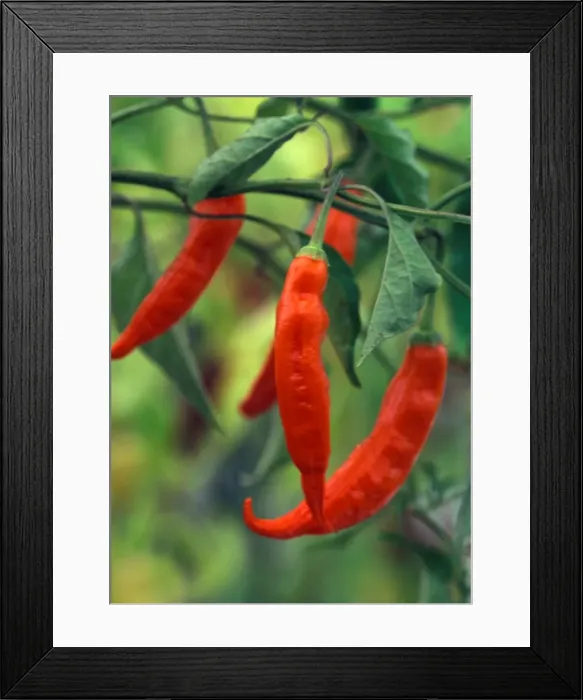 Framed Print : Pepper - T. G. Yellow Azi - (under glass) - in beautifully restored Victorian greenhouses at West Dean Gardens, West Sussex. UK. Sept Framed Print : Pepper - T. G. Yellow Azi - (under glass) - in beautifully restored Victorian greenhouses at West Dean Gardens, West Sussex. UK. Sept