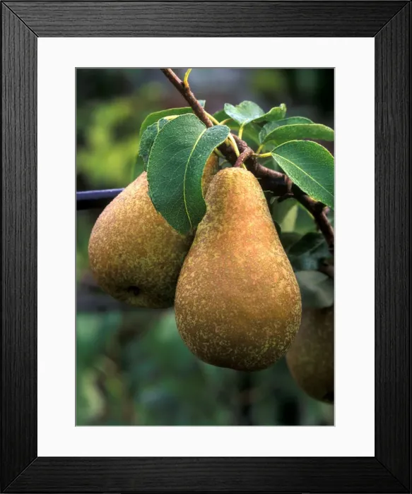 Framed Print : Pear - Concorde - Victorian walled kitchen garden at West Dean Gardens, West Sussex. UK September Framed Print : Pear - Concorde - Victorian walled kitchen garden at West Dean Gardens, West Sussex. UK September
