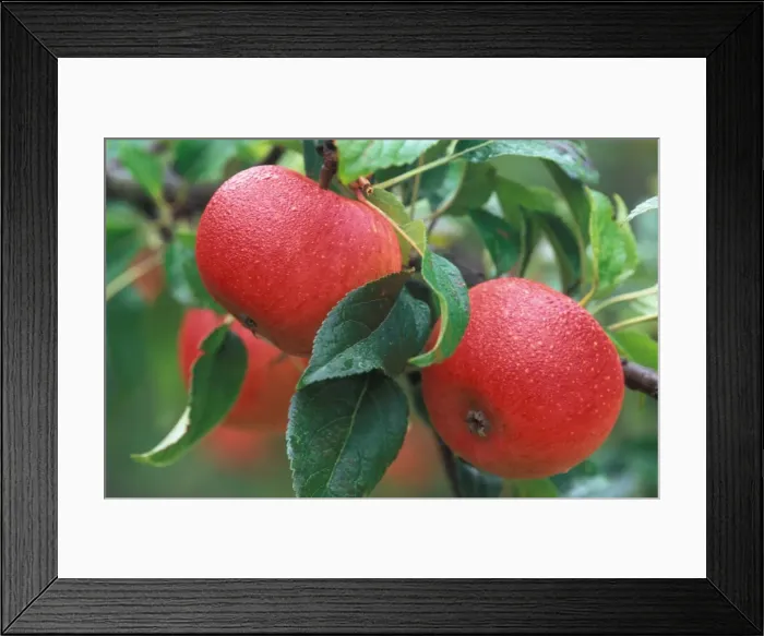 Framed Print : Apple - Crawley Beauty - Victorian walled kitchen garden at West Dean Gardens, West Sussex. UK September Framed Print : Apple - Crawley Beauty - Victorian walled kitchen garden at West Dean Gardens, West Sussex. UK September