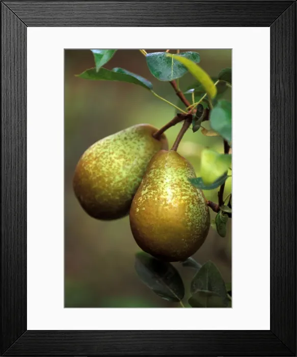 Framed Print : Pear - Belle Julie - Victorian walled kitchen garden at West Dean Gardens, West Sussex. UK. September Framed Print : Pear - Belle Julie - Victorian walled kitchen garden at West Dean Gardens, West Sussex. UK. September