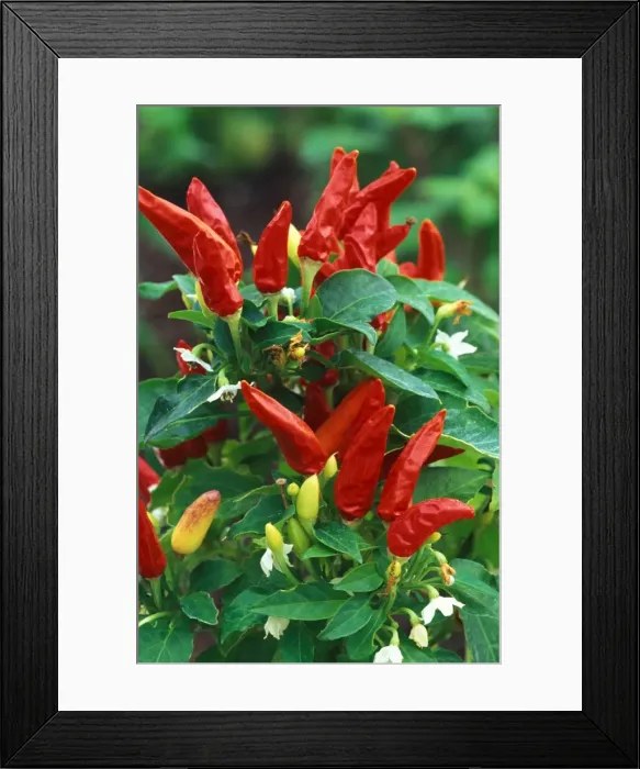Framed Print : Pepper - Red Missile (under glass) in beautifully restored Victorian greenhouses at West Dean Gardens, West Sussex. UK. September Framed Print : Pepper - Red Missile (under glass) in beautifully restored Victorian greenhouses at West Dean Gardens, West Sussex. UK. September