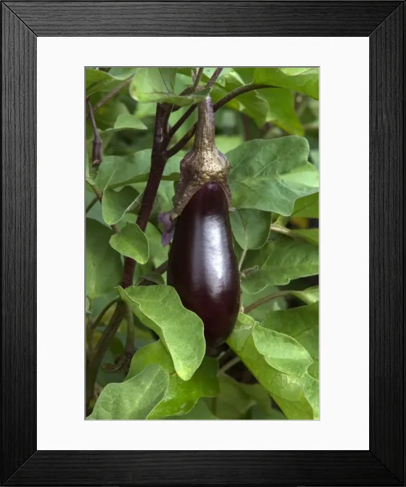 Framed Print : Aubergine / Eggplant / Brinjal As part of garden decoration Loire, France September Framed Print : Aubergine / Eggplant / Brinjal As part of garden decoration Loire, France September
