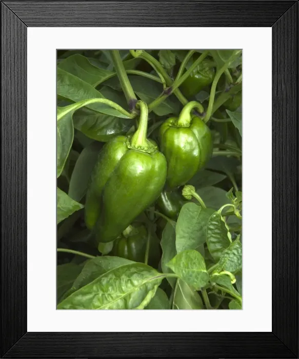 Framed Print : Sweet Peppers - the vegetable garden, within the parterre, formed attractive planting - September Loire, France Framed Print : Sweet Peppers - the vegetable garden, within the parterre, formed attractive planting - September Loire, France