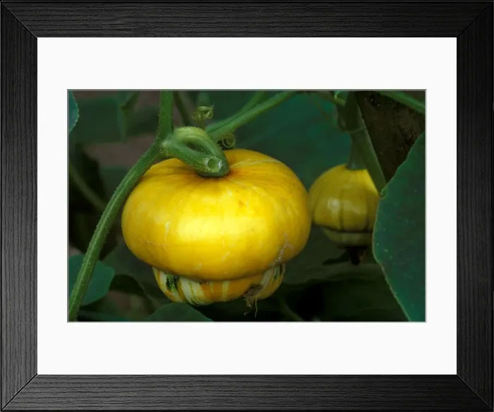 Framed Print : Squash'Turke's Turban - growing in a Cambridgeshire garden - September UK Framed Print : Squash'Turke's Turban - growing in a Cambridgeshire garden - September UK