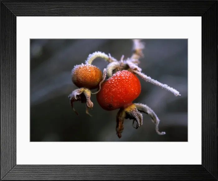 Framed Print : Rose Hips after sharp December frost Kent garden. UK Framed Print : Rose Hips after sharp December frost Kent garden. UK