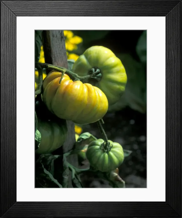 Framed Print : Tomato Vintage Wine - The yellow flower is Targetes - planted to attract predators - September Cambridgeshire garden. UK Framed Print : Tomato Vintage Wine - The yellow flower is Targetes - planted to attract predators - September Cambridgeshire garden. UK