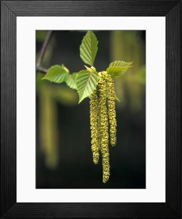 Framed Print : Erman's Birch Catkins - April An Arboretum in Somerset, UK Framed Print : Erman's Birch Catkins - April An Arboretum in Somerset, UK