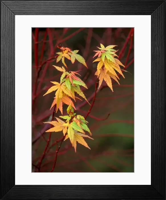 Framed Print : Japanese / Coral Bark Maple - Sango Kaku - Attractive colour harmony of leaf and bark - November W. Sussex garden, UK Framed Print : Japanese / Coral Bark Maple - Sango Kaku - Attractive colour harmony of leaf and bark - November W. Sussex garden, UK