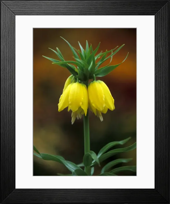Framed Print : Crown Imperial - Lutea - The largest of the Fritillaries - April Somerset Garden, UK Framed Print : Crown Imperial - Lutea - The largest of the Fritillaries - April Somerset Garden, UK