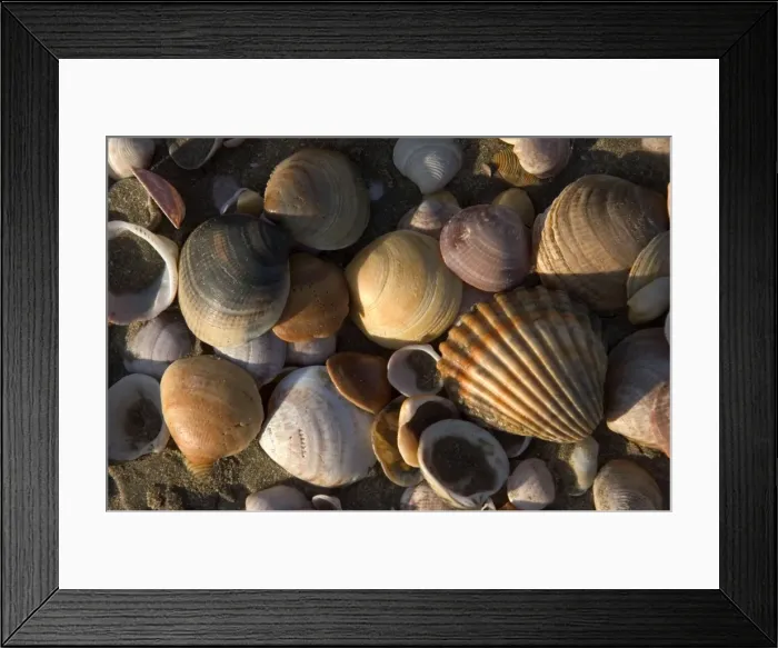 Framed Print : Shell - close-up on beach Thousands of mollusc shells are cast-up by waves each day. Spain's Atlantic coast-line. Punta Umbria, Province of Huelva. Spain Framed Print : Shell - close-up on beach Thousands of mollusc shells are cast-up by waves each day. Spain's Atlantic coast-line. Punta Umbria, Province of Huelva. Spain