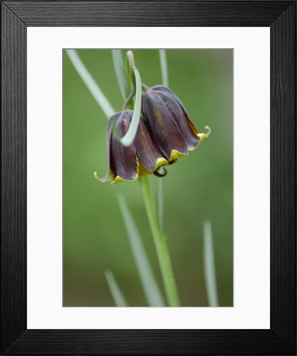 Framed Print : Fritillaria michailovskyi - likes well drained soil in full sun. Kent garden, UK. May Framed Print : Fritillaria michailovskyi - likes well drained soil in full sun. Kent garden, UK. May