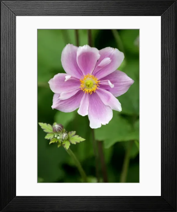 Framed Print : Anemone crispa - A hardy herbaceous perennial - Kent garden UK July Framed Print : Anemone crispa - A hardy herbaceous perennial - Kent garden UK July