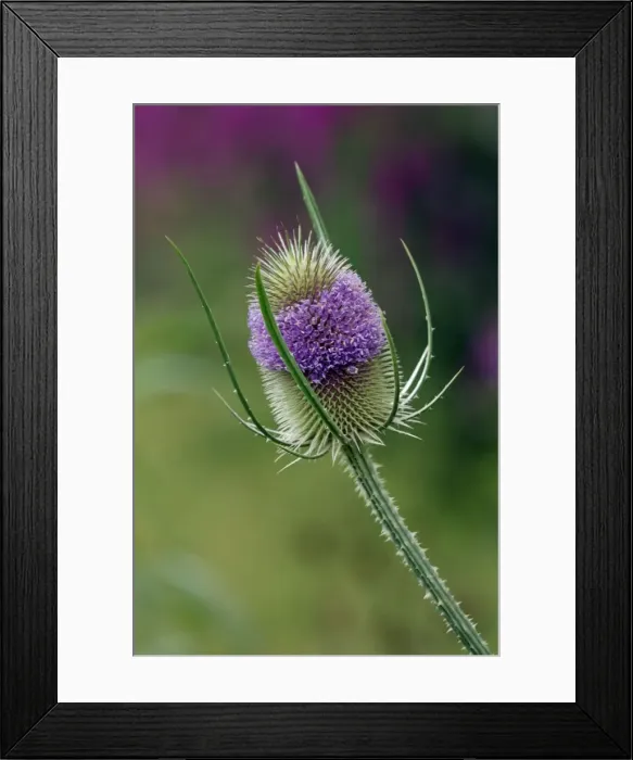 Framed Print : Teasel planted on the edge of a bog garden with out of focus Lythrum in background. East Sussex garden in July Framed Print : Teasel planted on the edge of a bog garden with out of focus Lythrum in background. East Sussex garden in July