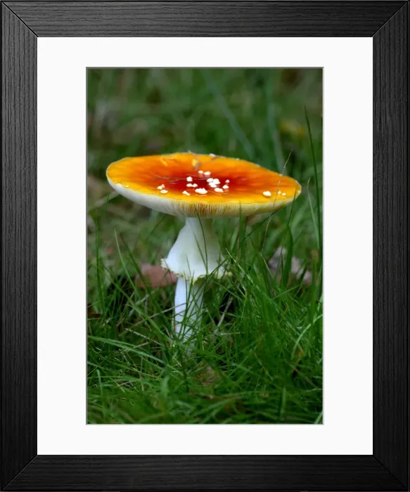 Framed Print : Fungi - Fly Agaric - Habitat with birch trees. This sample illustrates the pyramidal warts on cap and the membranous ring or veil on stem. Kent woods, UK October Framed Print : Fungi - Fly Agaric - Habitat with birch trees. This sample illustrates the pyramidal warts on cap and the membranous ring or veil on stem. Kent woods, UK October
