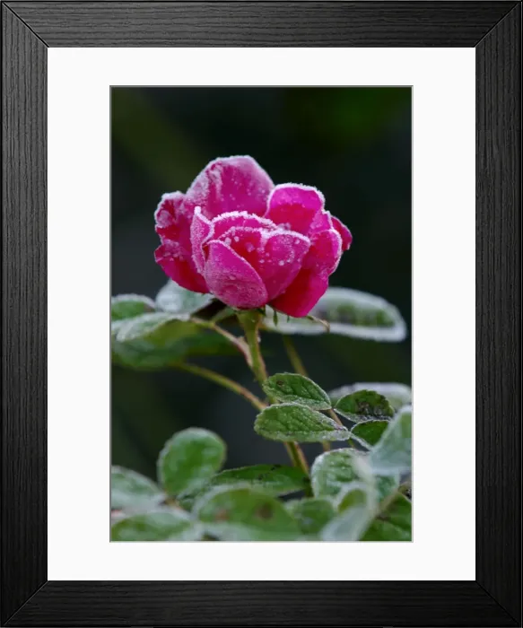 Framed Print : Rose - Rosa Duchess of Portland - Frost accentuating the structure of rose flower head. East Sussex garden. UK. November Framed Print : Rose - Rosa Duchess of Portland - Frost accentuating the structure of rose flower head. East Sussex garden. UK. November
