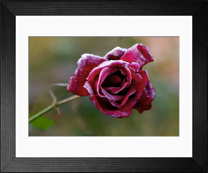 Framed Print : Rose - Rosa Frensham - A summer rose caught by a winter frost. East Sussex garden. UK. November Framed Print : Rose - Rosa Frensham - A summer rose caught by a winter frost. East Sussex garden. UK. November