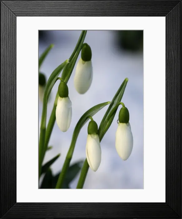Framed Print : Snowdrops - after a modest fall of snow - Kent garden, UK - February Framed Print : Snowdrops - after a modest fall of snow - Kent garden, UK - February