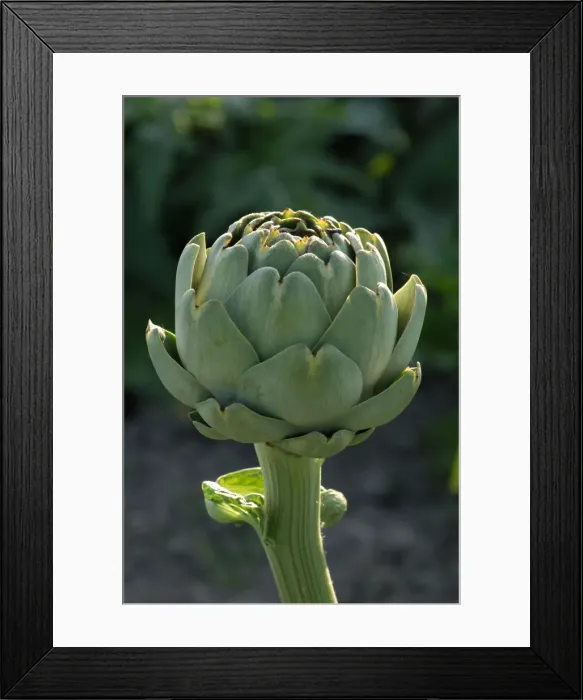 Framed Print : Globe artichoke - discovered artichokes growing commercially in La Vendee area of France for the first time. It seems they are grown not just for culinary purposes, but the herb detoxifies and regenerates liver tissue Framed Print : Globe artichoke - discovered artichokes growing commercially in La Vendee area of France for the first time. It seems they are grown not just for culinary purposes, but the herb detoxifies and regenerates liver tissue