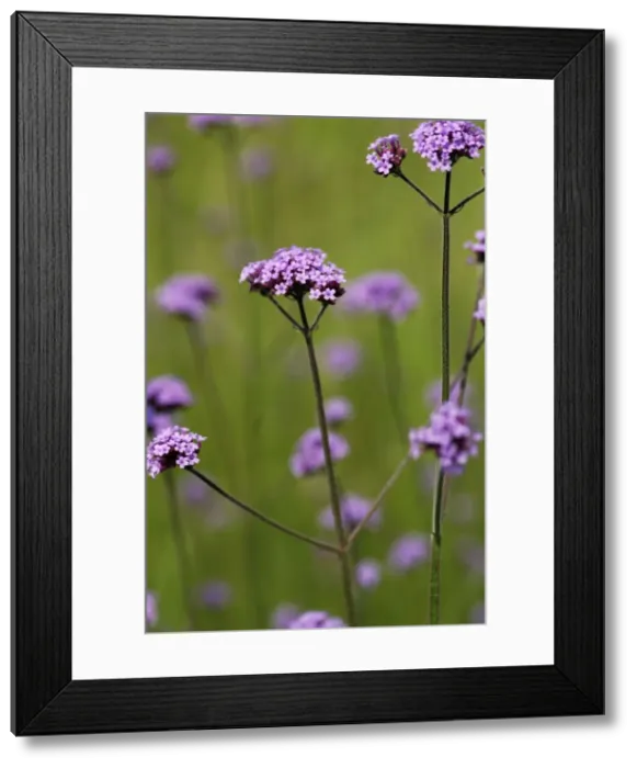 Framed Print : Verbena - against meadow grasses. La Vendee region, France. June Framed Print : Verbena - against meadow grasses. La Vendee region, France. June