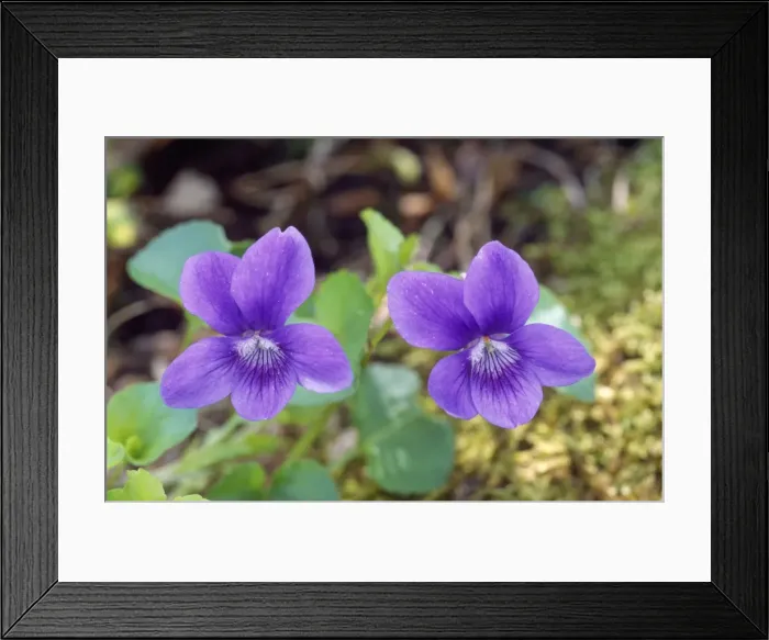 Framed Print : Common Dog Violet Framed Print : Common Dog Violet