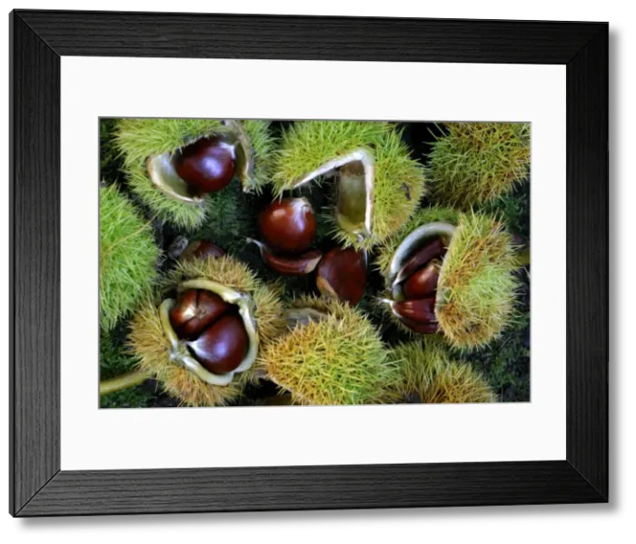 Framed Print : Sweet / Spanish Chestnut - fruit and husks October, UK Framed Print : Sweet / Spanish Chestnut - fruit and husks October, UK