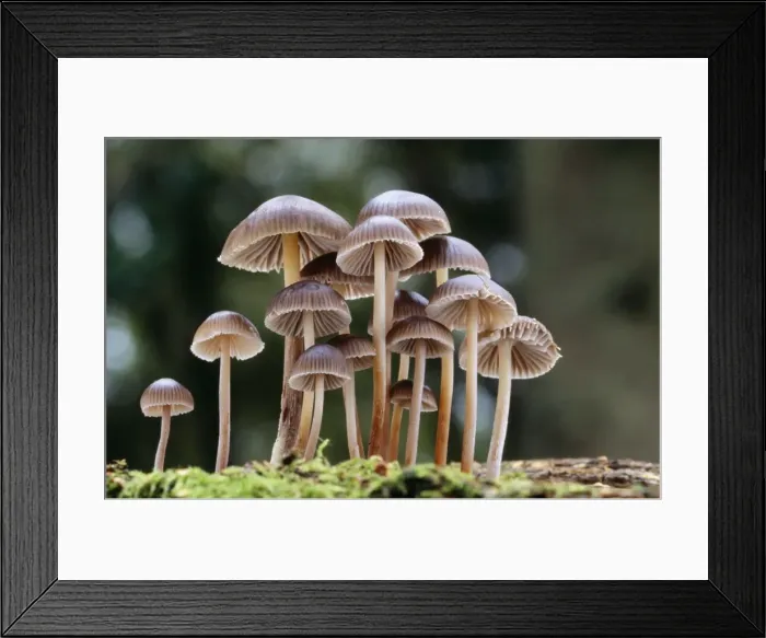 Framed Print : Fungi. DAD-414. FUNGI - Mycena group. Not Edible Framed Print : Fungi. DAD-414. FUNGI - Mycena group. Not Edible